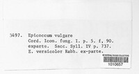 Epicoccum nigrum image